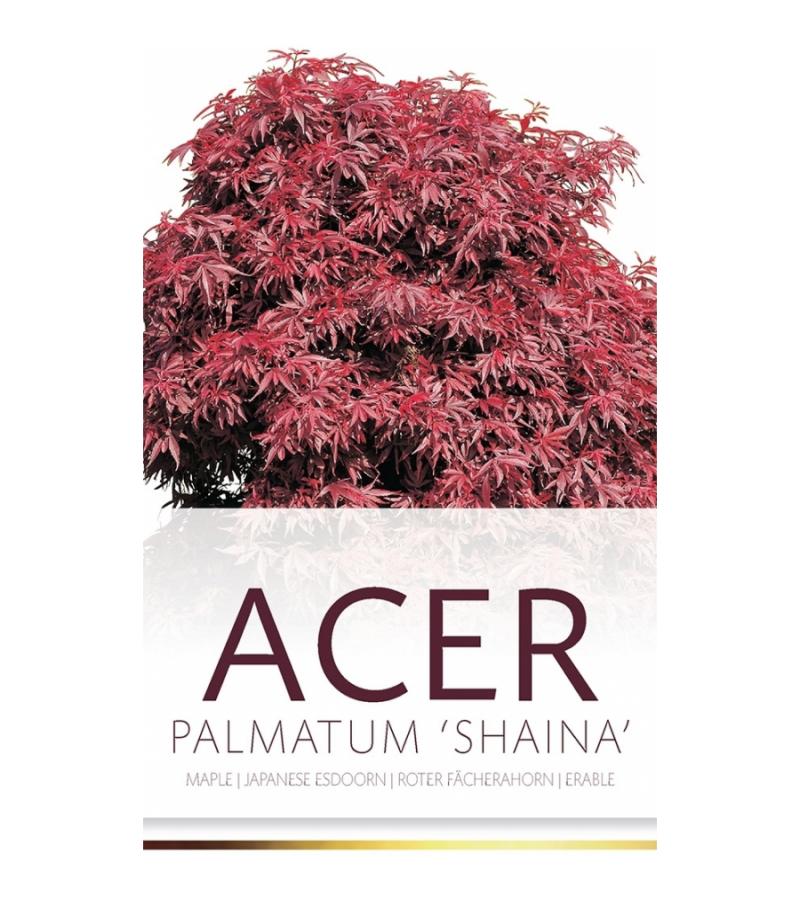 Japanse esdoorn (Acer palmatum "Shaina") heester