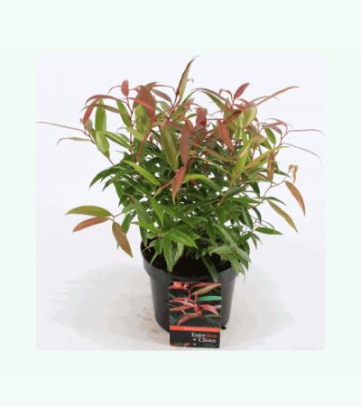 Druifheide (Leucothoe keiskei “Burning Love” PBR) heester