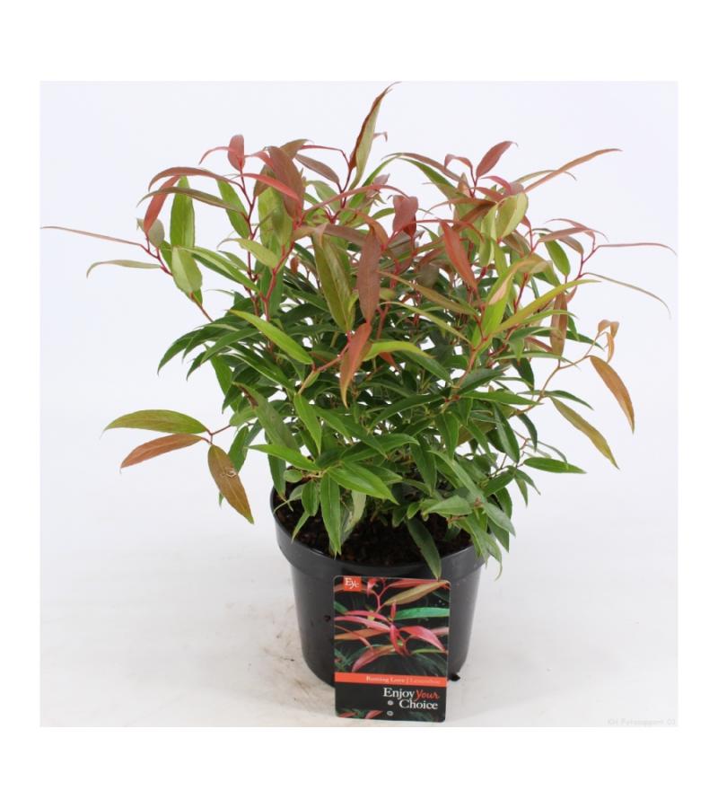 Druifheide (Leucothoe keiskei “Burning Love” PBR) heester