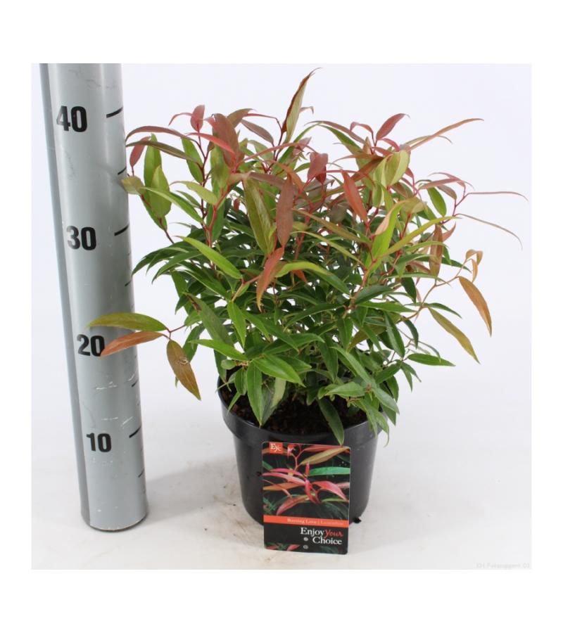 Druifheide (Leucothoe keiskei “Burning Love” PBR) heester