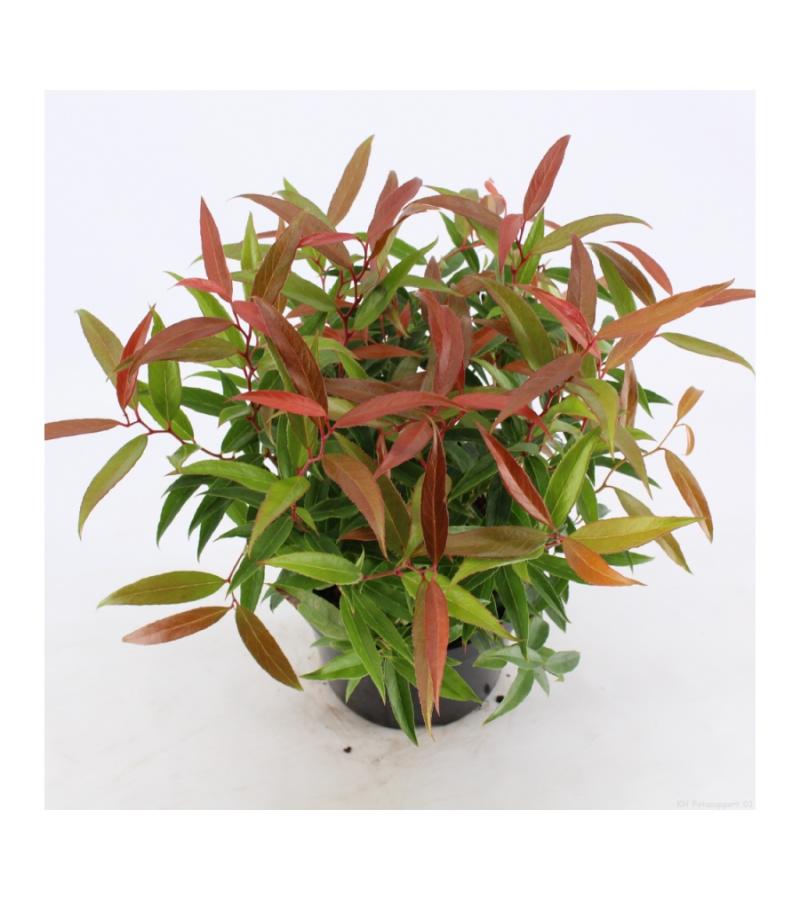 Druifheide (Leucothoe keiskei “Burning Love” PBR) heester