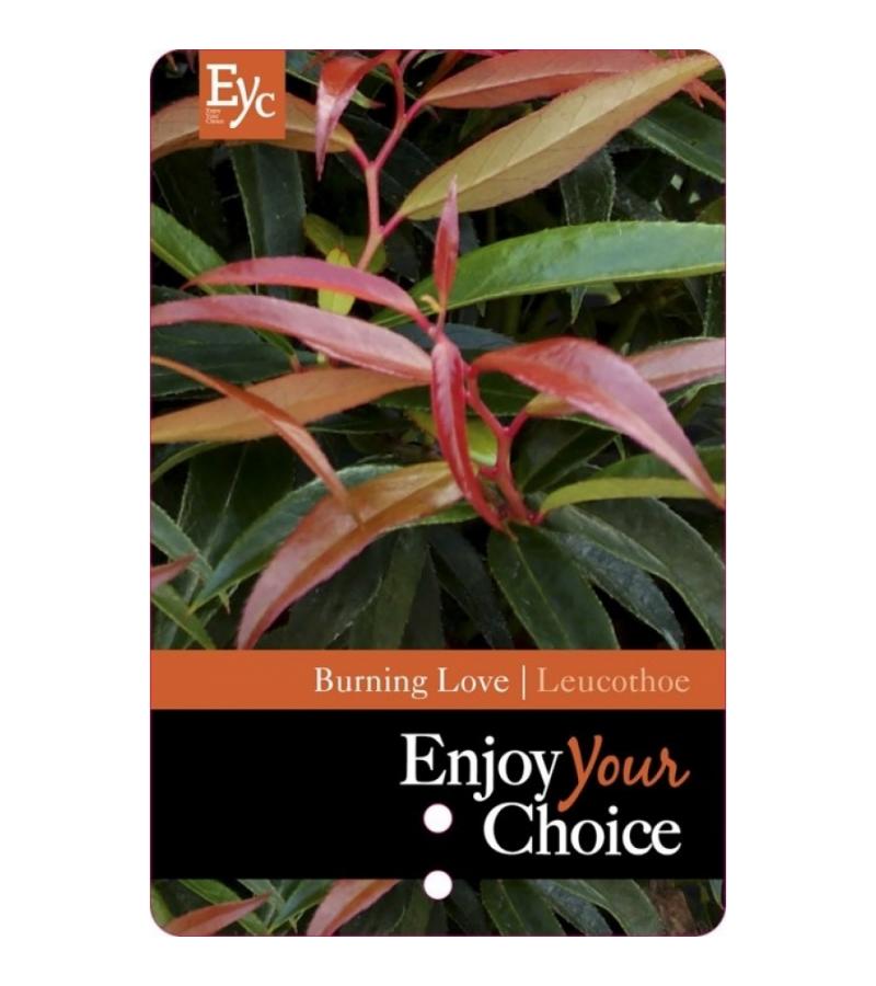 Druifheide (Leucothoe keiskei “Burning Love” PBR) heester