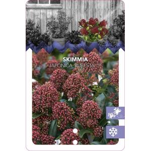 Skimmia (Skimmia Japonica “Rubesta”®) heester - 20-25 cm (P15) - 6 stuks
