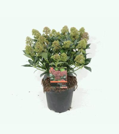 Skimmia (Skimmia Japonica “Wanto”) heester