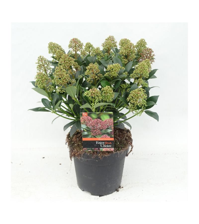 Skimmia (Skimmia Japonica &ldquo;Wanto&rdquo;) heester