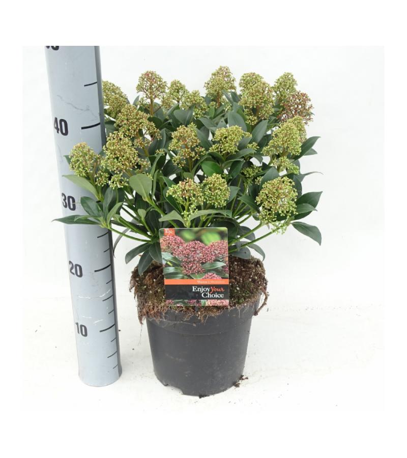 Skimmia (Skimmia Japonica &ldquo;Wanto&rdquo;) heester