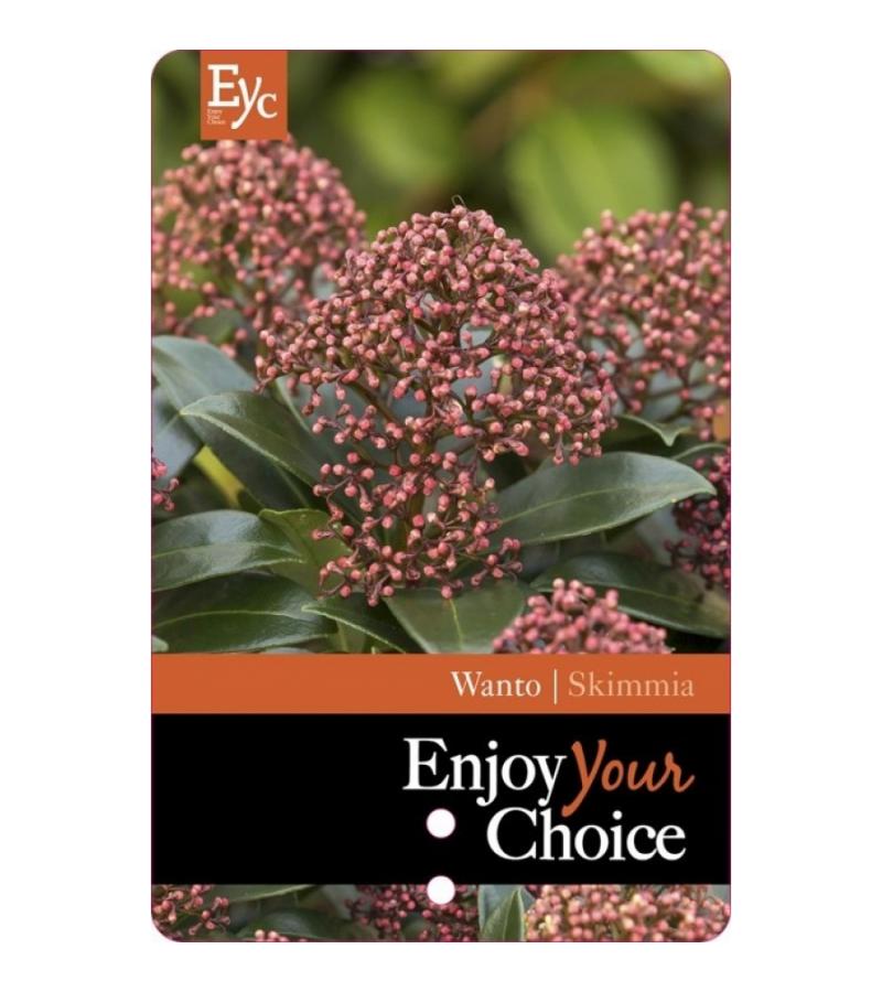 Skimmia (Skimmia Japonica &ldquo;Wanto&rdquo;) heester