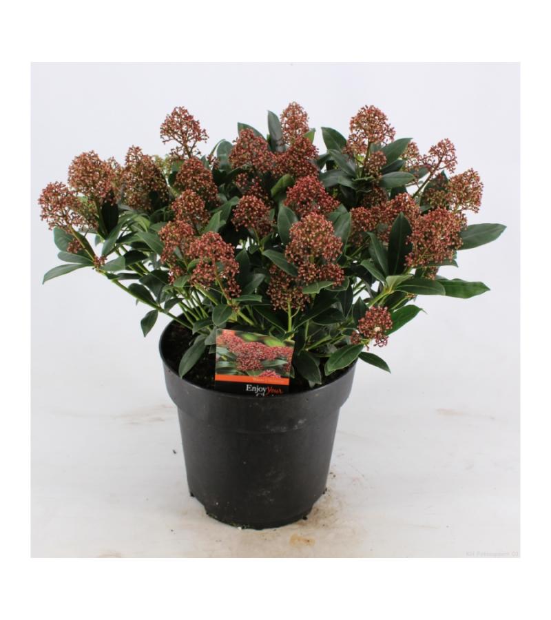 Skimmia (Skimmia Japonica &ldquo;Wanto&rdquo;) heester