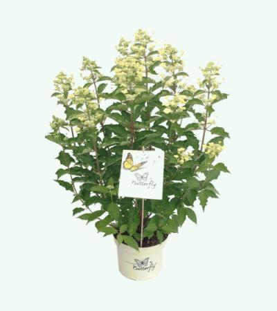 Hydrangea Paniculata "Butterfly"® pluimhortensia