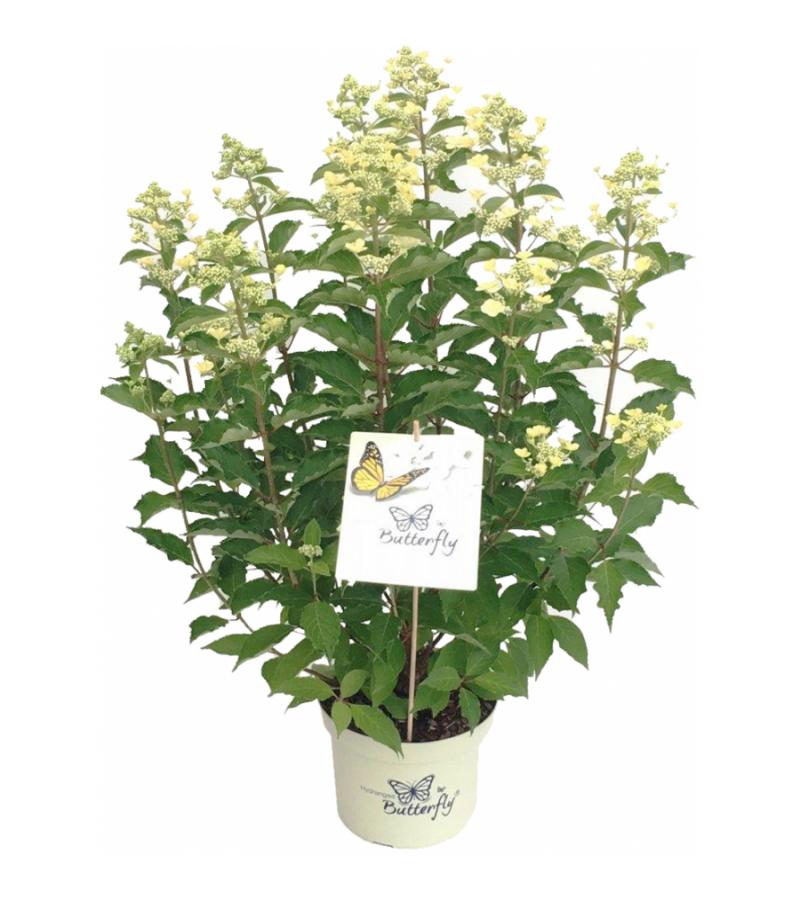 Hydrangea Paniculata "Butterfly"® pluimhortensia