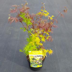 Japanse esdoorn mix (Acer palmatum "Festival") heester