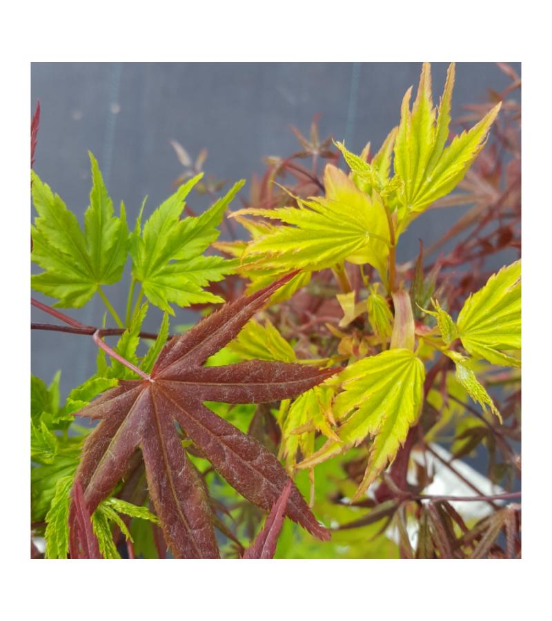 Japanse esdoorn mix (Acer palmatum "Festival") heester