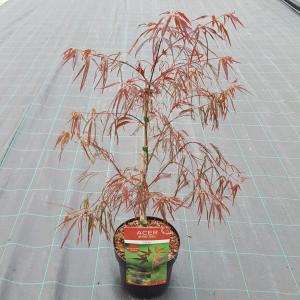 Japanse esdoorn (Acer palmatum Enkan) heester 3 stuks