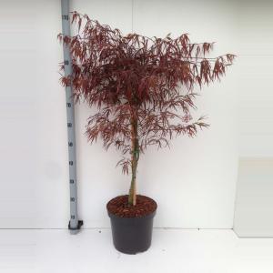 Japanse esdoorn (Acer palmatum "Enkan") heester - 80+ cm - 5 stuks