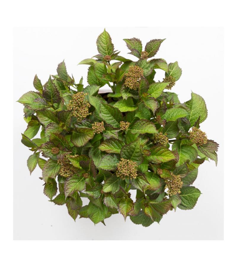 Hydrangea Macrophylla Classic® "Selma"® boerenhortensia