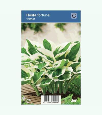 Hartlelie (hosta fortunei "Patriot") schaduwplant