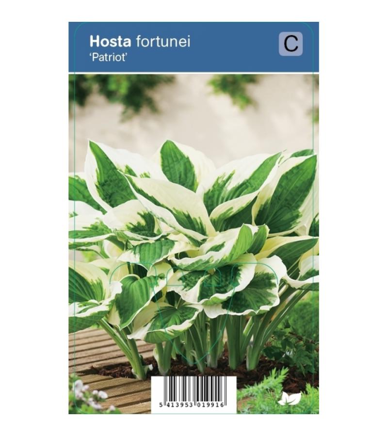 Hartlelie (hosta fortunei "Patriot") schaduwplant