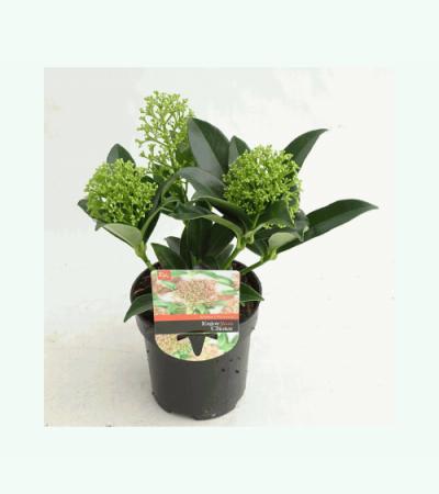 Skimmia (Skimmia Japonica “Marlot”) heester