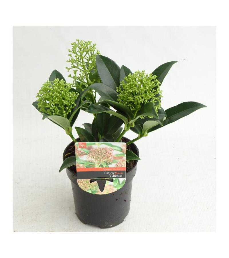 Skimmia (Skimmia Japonica &ldquo;Marlot&rdquo;) heester
