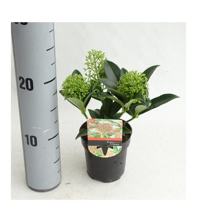 Skimmia (Skimmia Japonica &ldquo;Marlot&rdquo;) heester