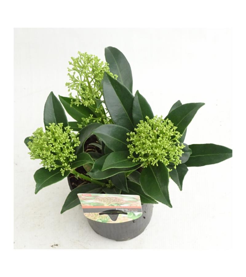 Skimmia (Skimmia Japonica &ldquo;Marlot&rdquo;) heester