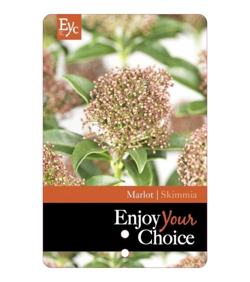 Skimmia (Skimmia Japonica &ldquo;Marlot&rdquo;) heester