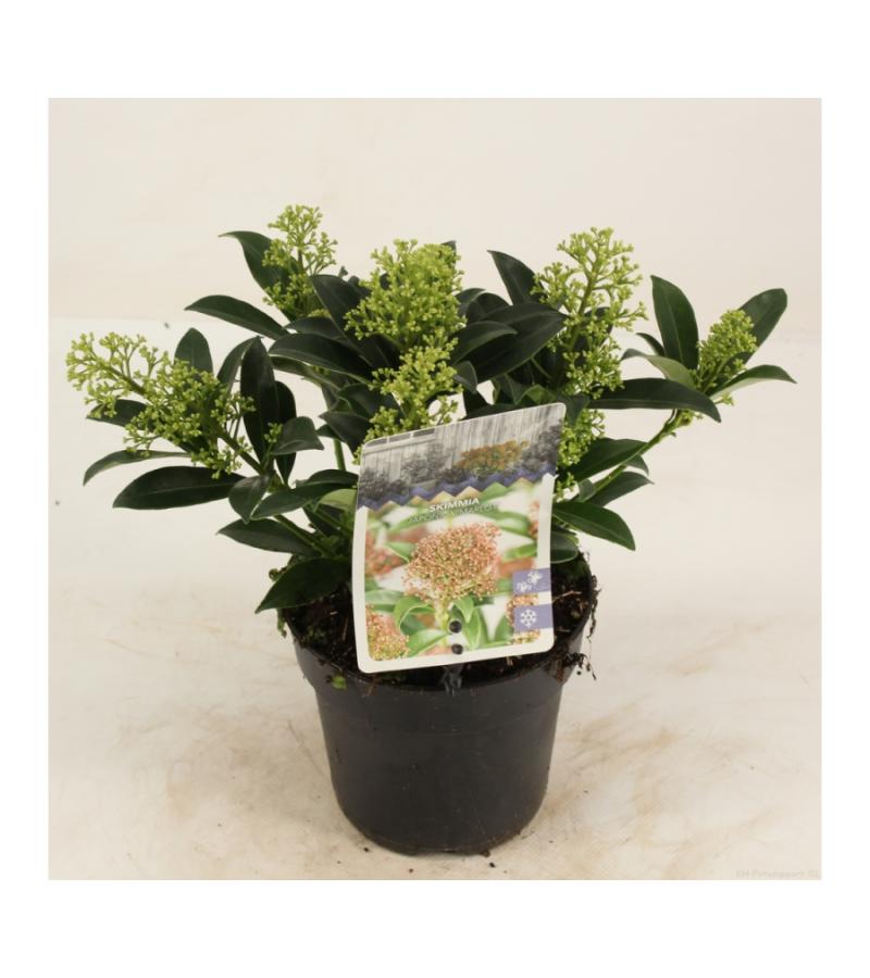 Skimmia (Skimmia Japonica &ldquo;Marlot&rdquo;) heester