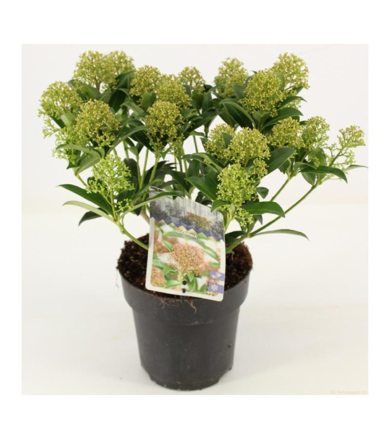 Skimmia (Skimmia Japonica &ldquo;Marlot&rdquo;) heester