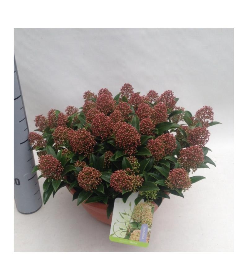 Skimmia (Skimmia Japonica &ldquo;Marlot&rdquo;) heester