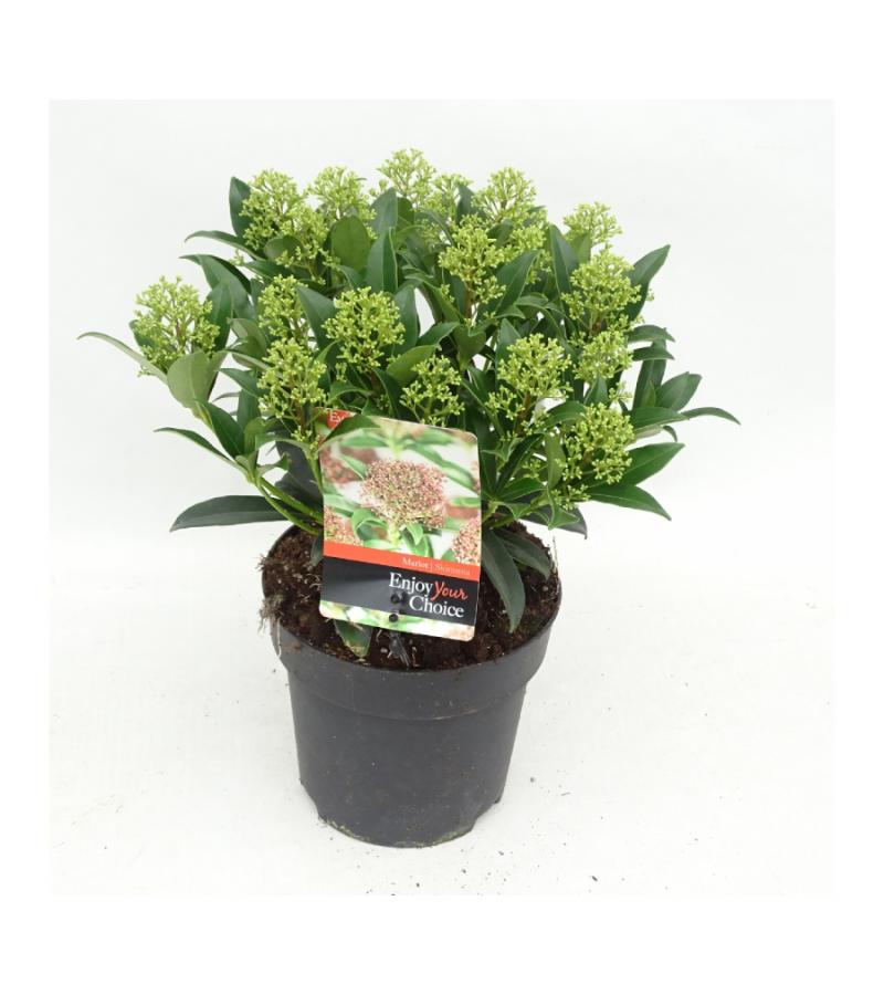 Skimmia (Skimmia Japonica &ldquo;Marlot&rdquo;) heester