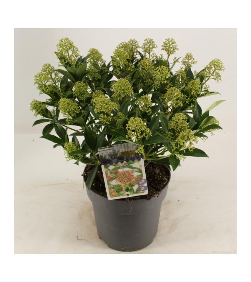 Skimmia (Skimmia Japonica &ldquo;Marlot&rdquo;) heester