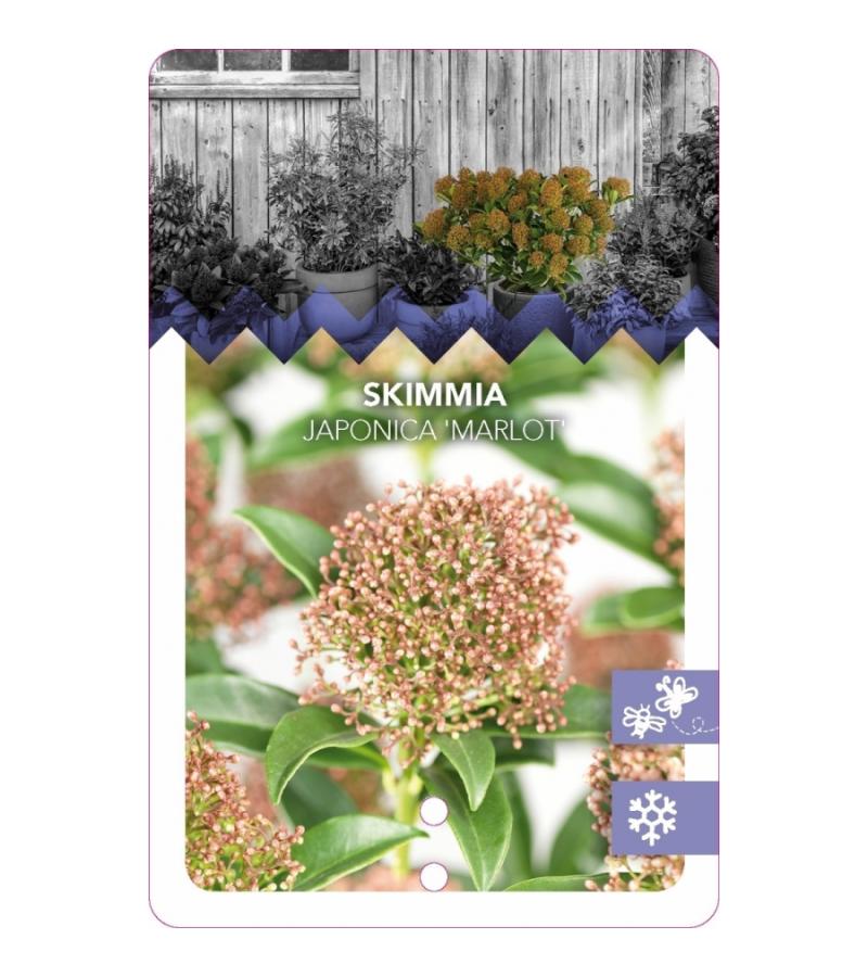 Skimmia (Skimmia Japonica &ldquo;Marlot&rdquo;) heester