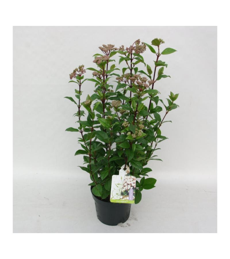 Sneeuwbal (Viburnum tinus “Ladybird”®) heester