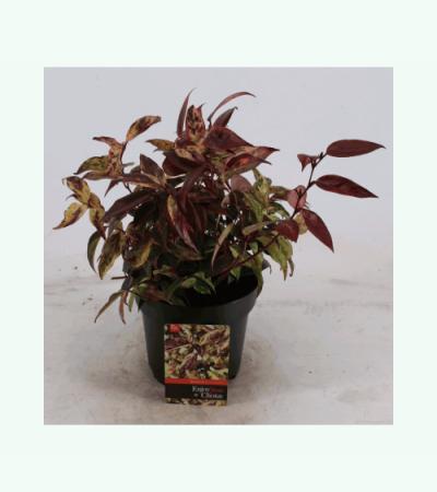 Druifheide (Leucothoe walteri “Rainbow”) heester