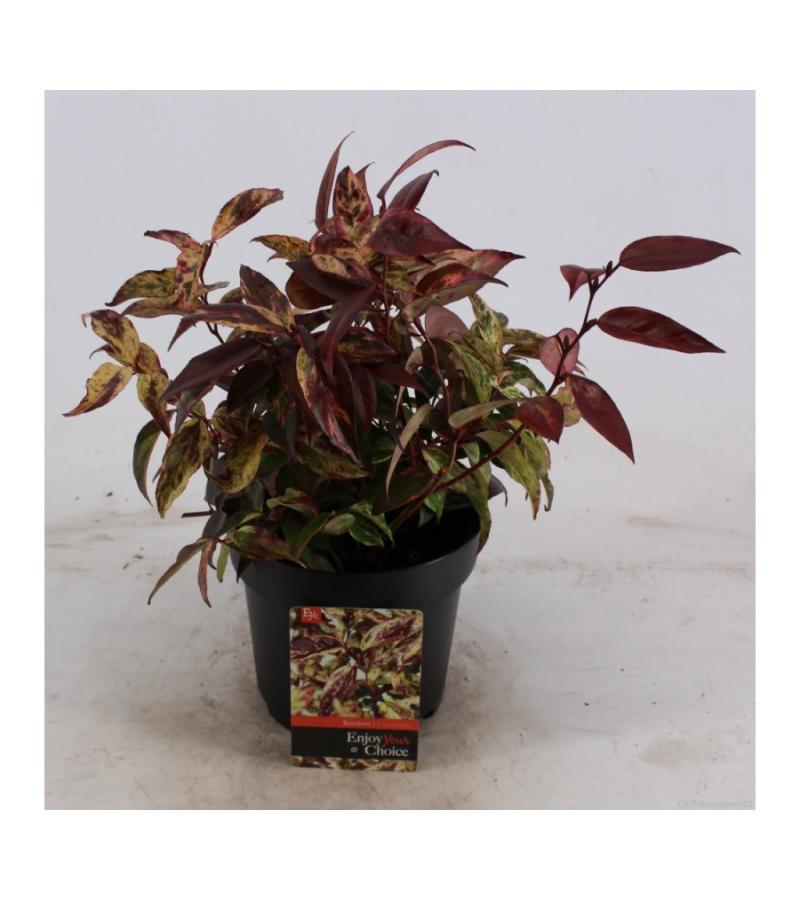 Druifheide (Leucothoe walteri “Rainbow”) heester