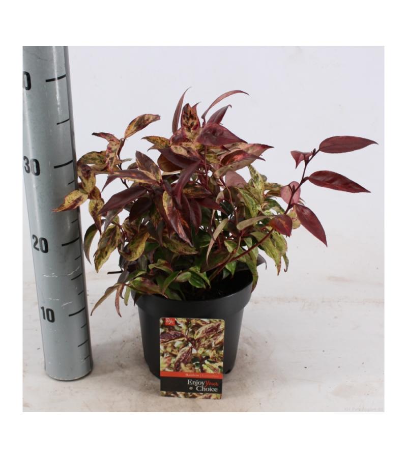 Druifheide (Leucothoe walteri “Rainbow”) heester