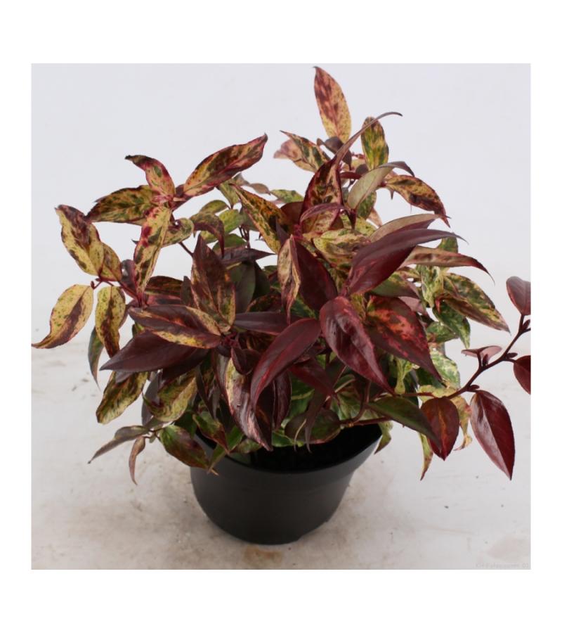 Druifheide (Leucothoe walteri “Rainbow”) heester