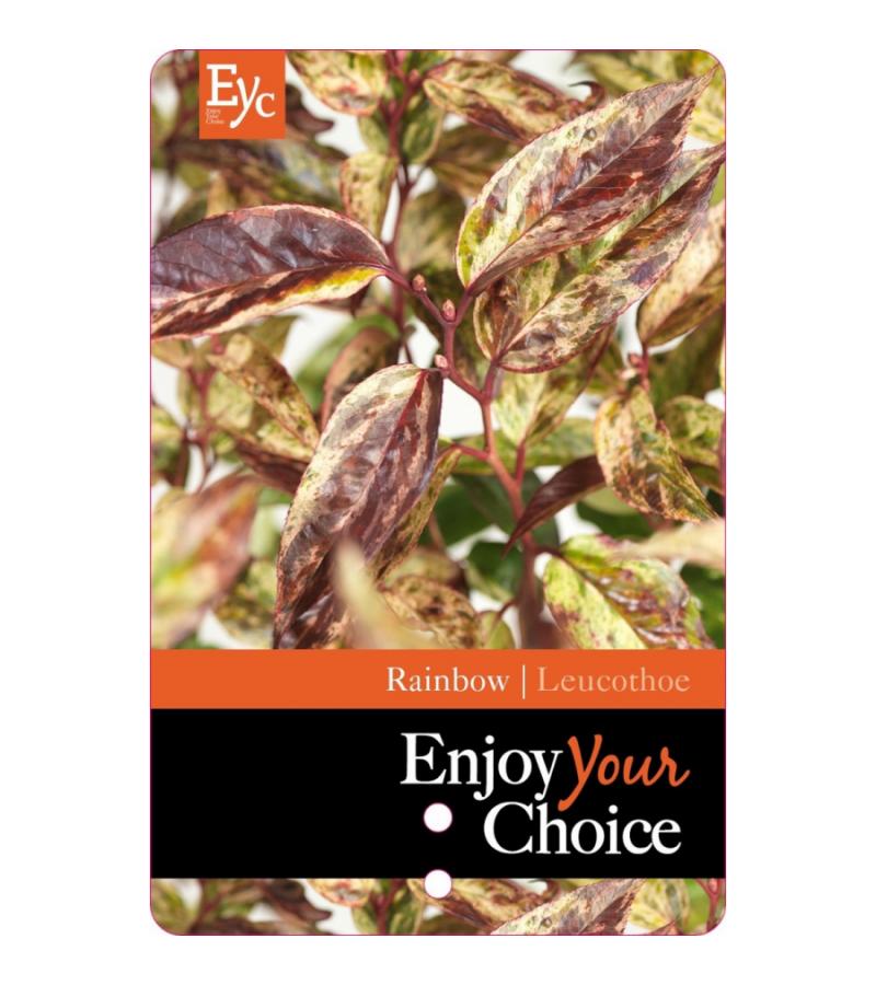 Druifheide (Leucothoe walteri “Rainbow”) heester