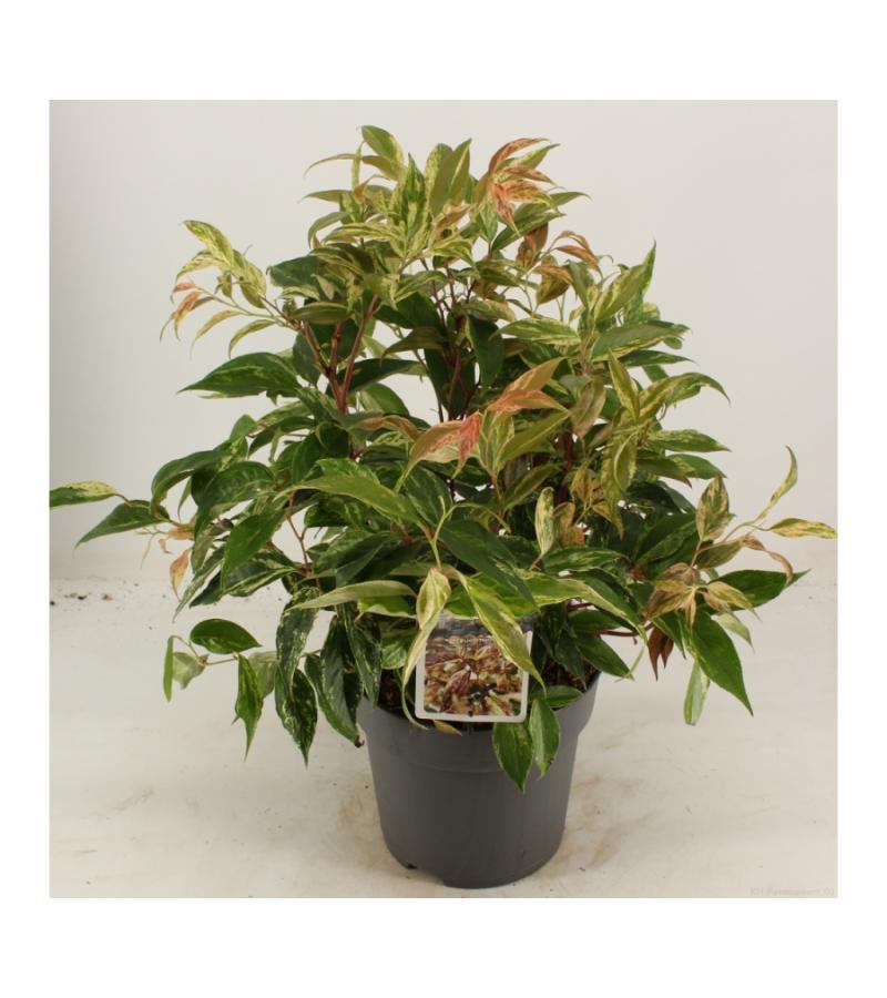 Druifheide (Leucothoe walteri “Rainbow”) heester