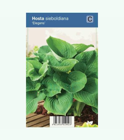 Hartlelie (hosta sieboldiana "Elegans") schaduwplant