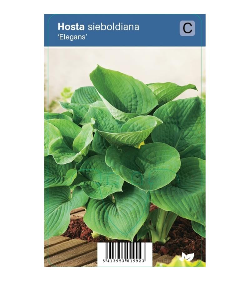 Hartlelie (hosta sieboldiana "Elegans") schaduwplant