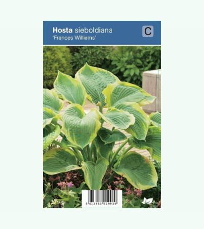 Hartlelie (hosta sieboldiana "Frances Williams") schaduwplant