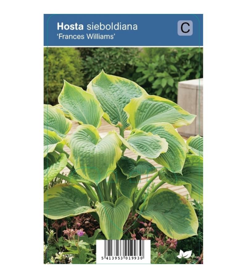 Hartlelie (hosta sieboldiana "Frances Williams") schaduwplant