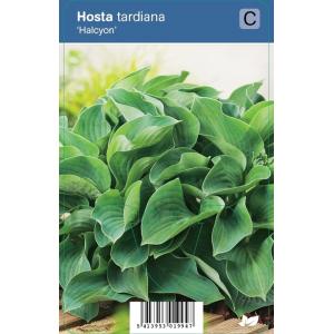Hartlelie (hosta tardiana "Halcyon") schaduwplant