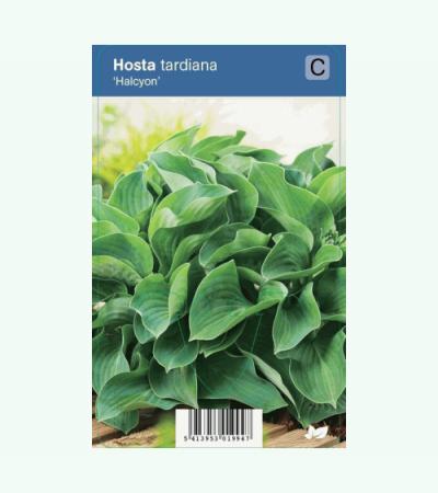 Hartlelie (hosta tardiana "Halcyon") schaduwplant