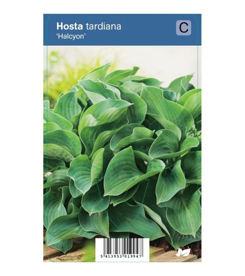 Hartlelie (hosta tardiana "Halcyon") schaduwplant