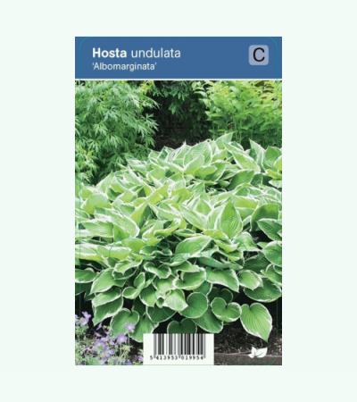 Hartlelie (hosta undulata "Albomarginata") schaduwplant