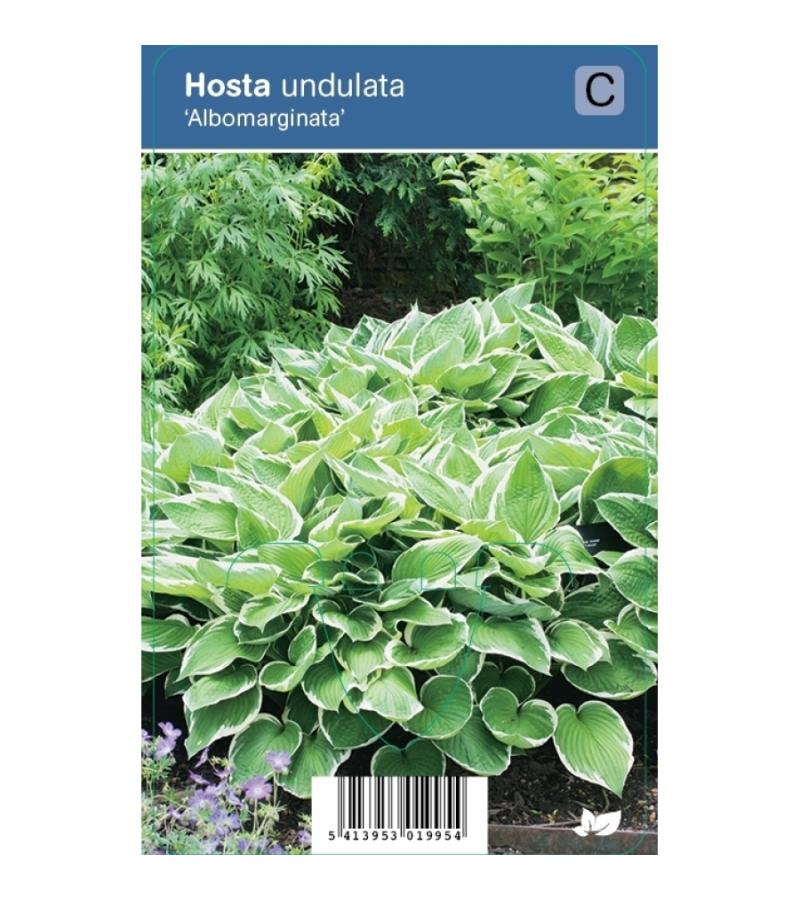 Hartlelie (hosta undulata "Albomarginata") schaduwplant