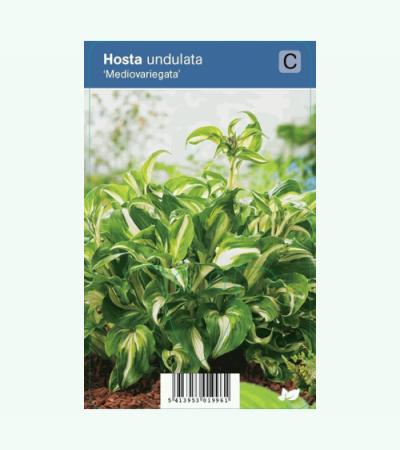 Hartlelie (hosta undulata "Mediovariegata") schaduwplant