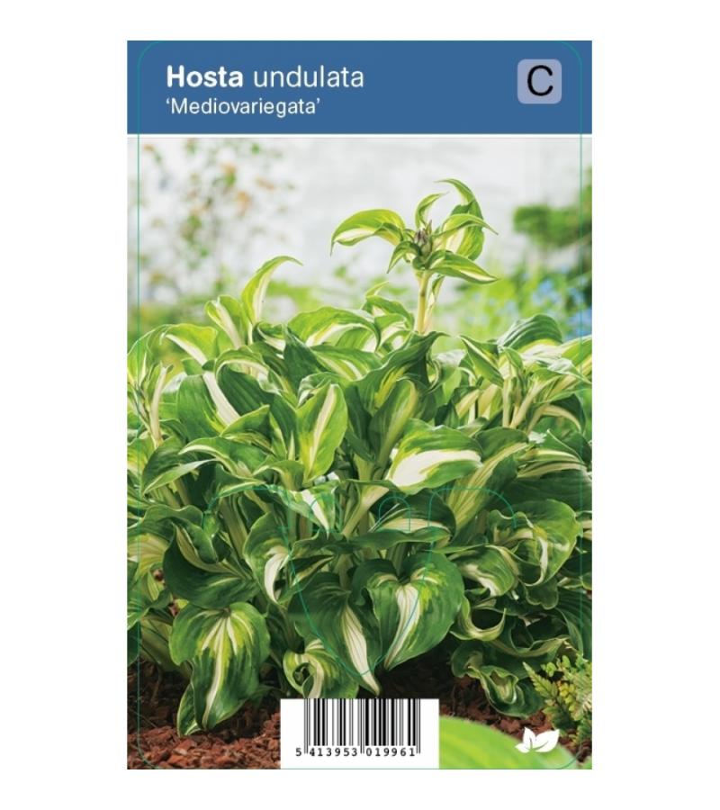 Hartlelie (hosta undulata "Mediovariegata") schaduwplant